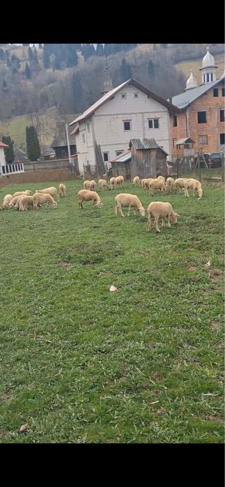 Vand oii băle originale