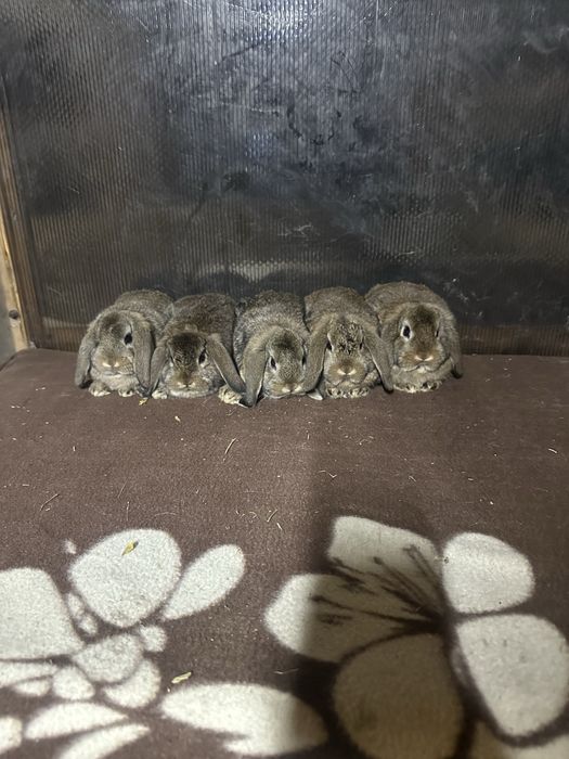 Iepuri berbec german pitic