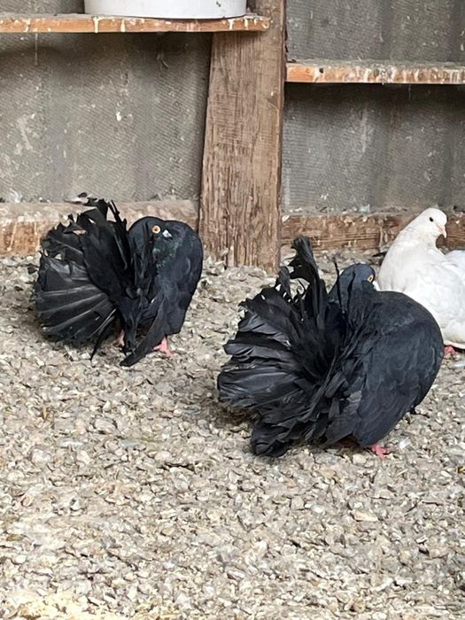 Павлины пара Жуков