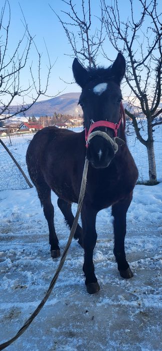 Vând mânză de 8 luni