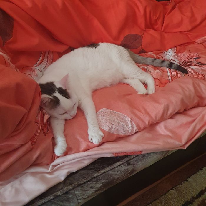 Pisică spre adopție – 4 ani, sterilizată