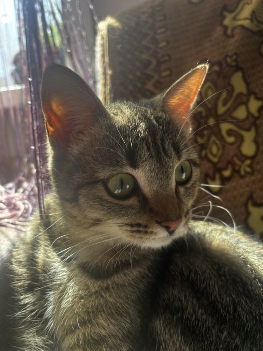 Кошечка-тигренок