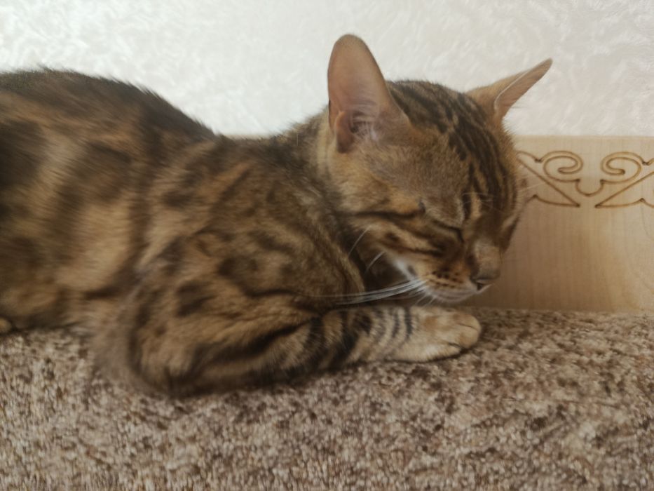 Отдам бенгальского кота бесплатно