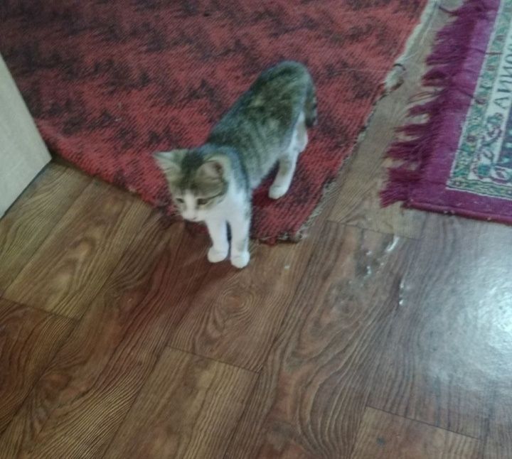 Котята в добрые руки