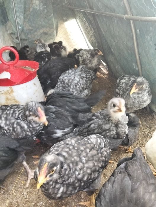 Pui australorp de vânzare