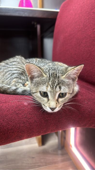 Котенок в добрые руки