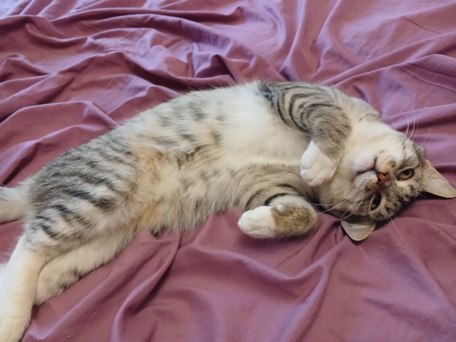 Отдам котика в добрые руки