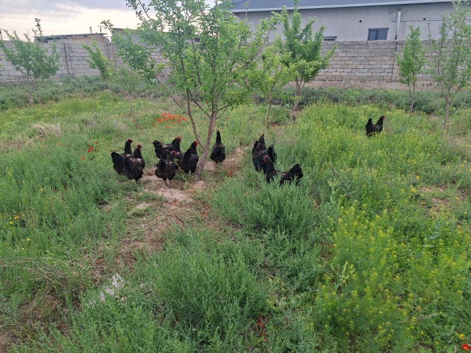 Гиган шөжектері сатылады