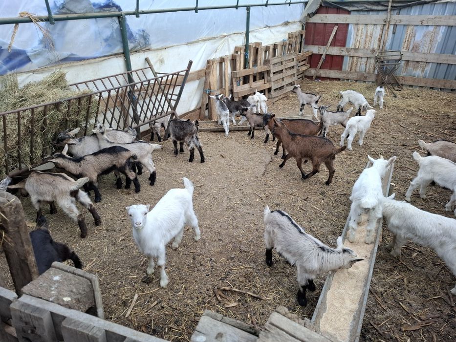 Vand iezi pentru Paste