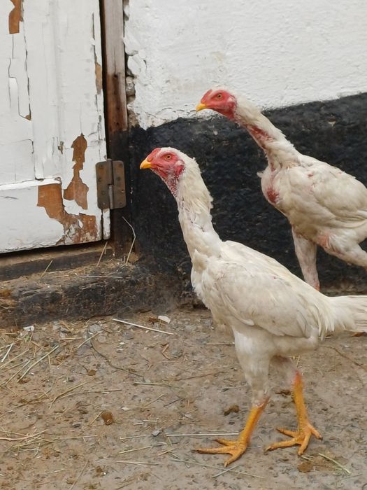 Дакан белый боевой