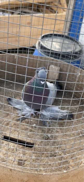 В продаже голубь сизый чубатый