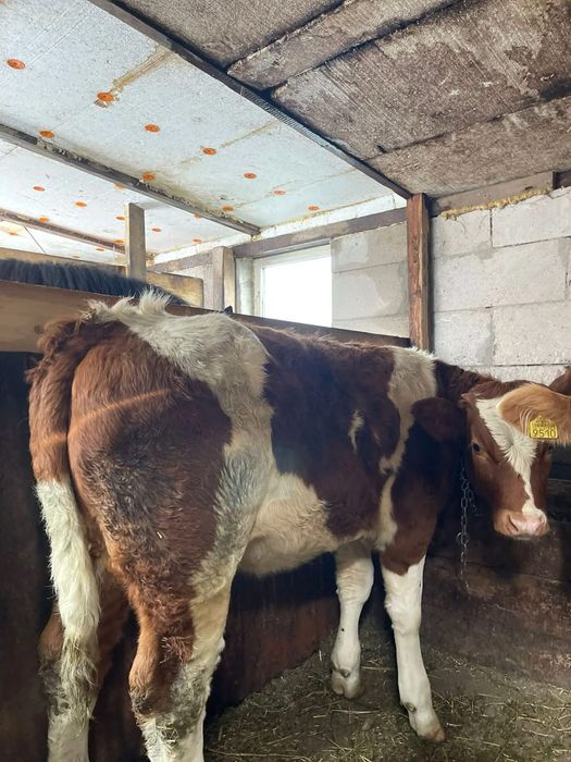 Vand sau schimb vițeauă