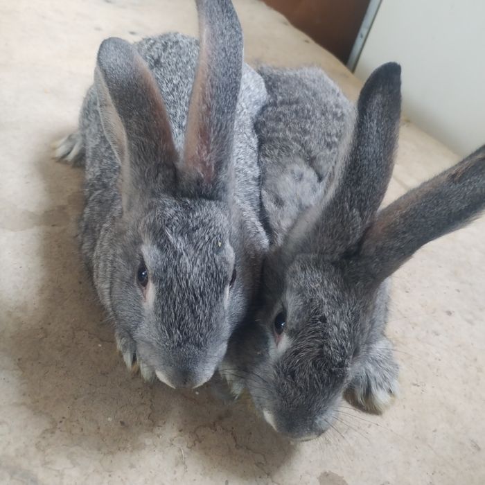 Quyon bolarini honki.