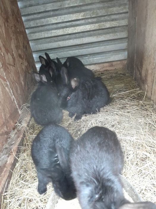 Vând rațe, rățoi, cocoși si iepuri.