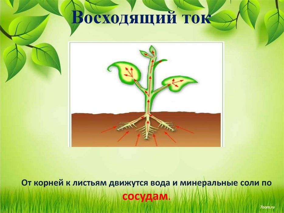 Репетитор биологии