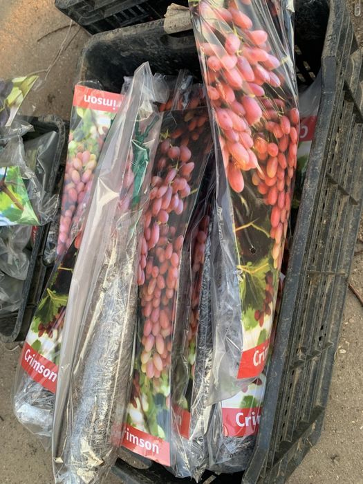 Pomi si vita de vie ambalată