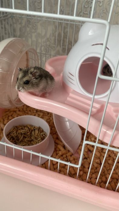 Продам хомячков