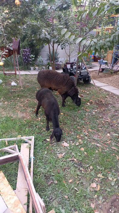 Кой кочкор сотилади