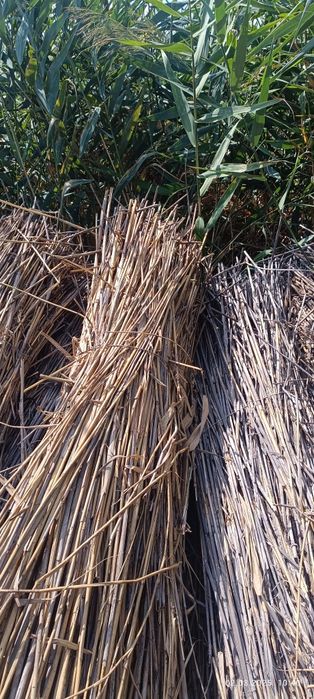 Әзірбайжан порно жалаптар