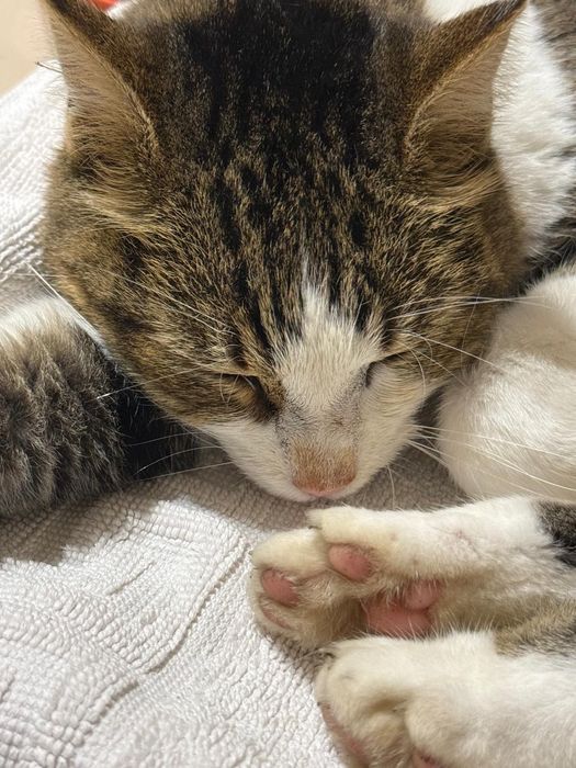Pita, pisicuta sterilizata, aproximativ 5 ani