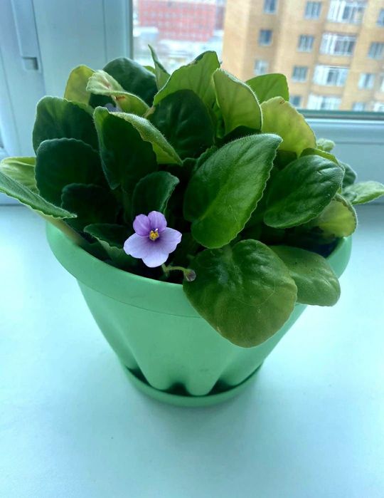 Продам комнатные фиалки