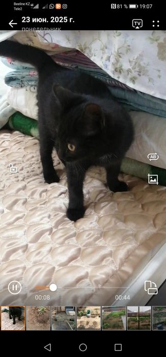 Отдам котёнка в хорошие руки