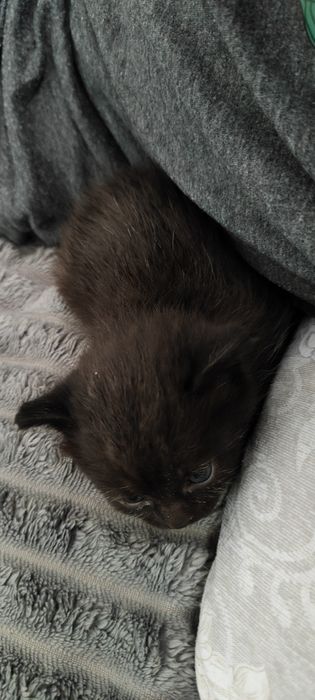 Отдам  котенка..