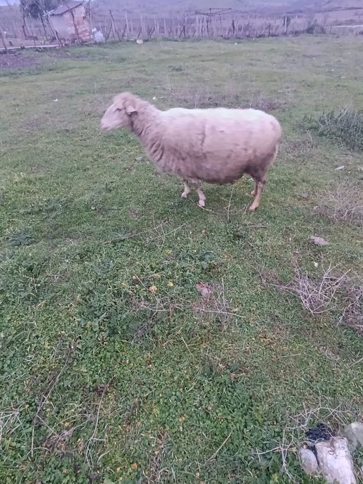 Продавам 3  овце