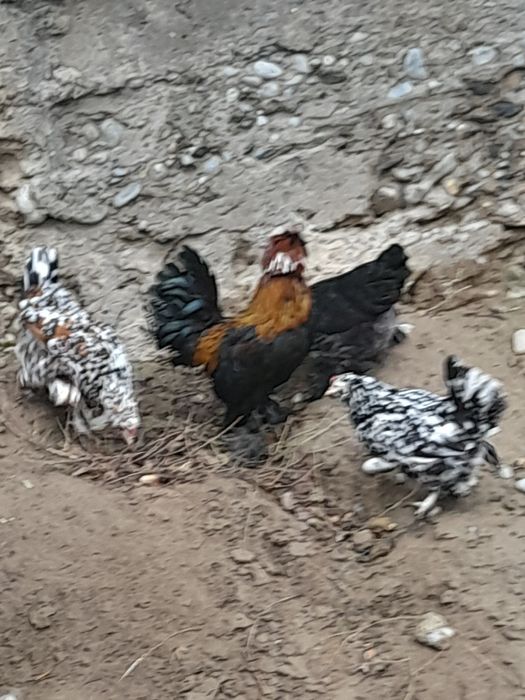 Жапон тауық - қора.