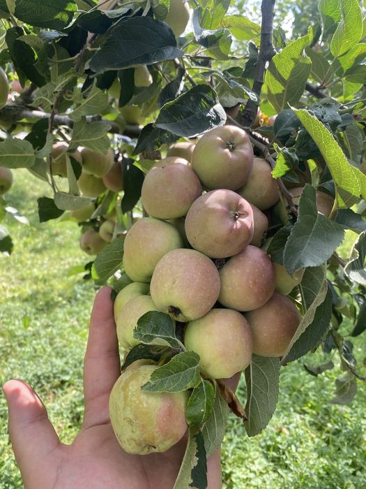 Toaletare pomii fructiferi