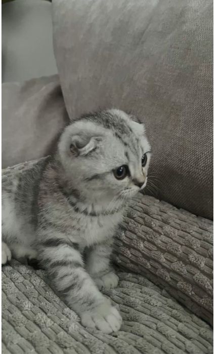 Шатланская кошка