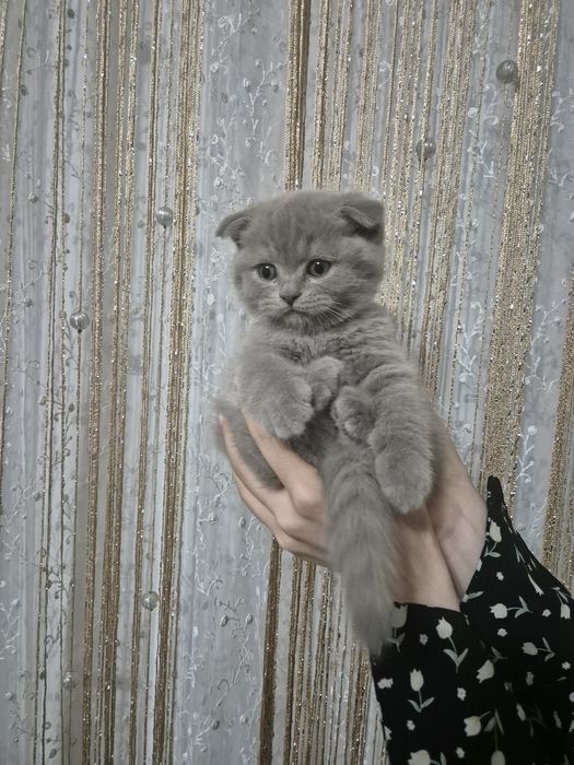 Ширин мушикчаларимизни брон килишни бошлаймиз