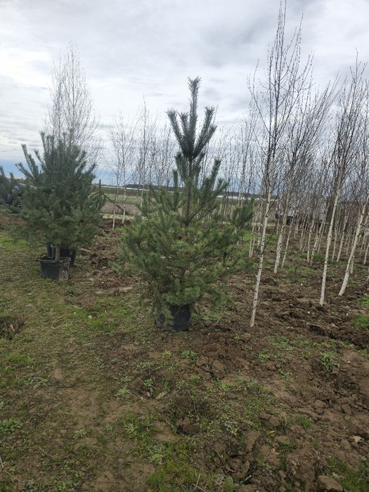 Leylandii mesteacăn tei