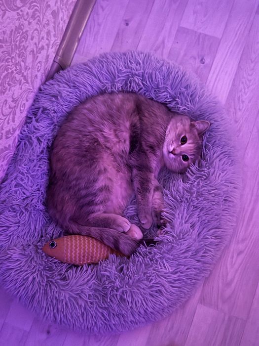 Отдам кошку 2 года