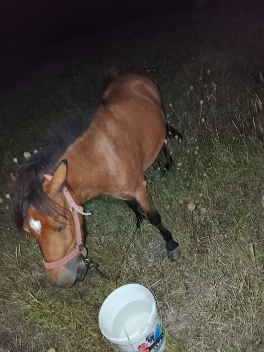 De vânzare doi ponei