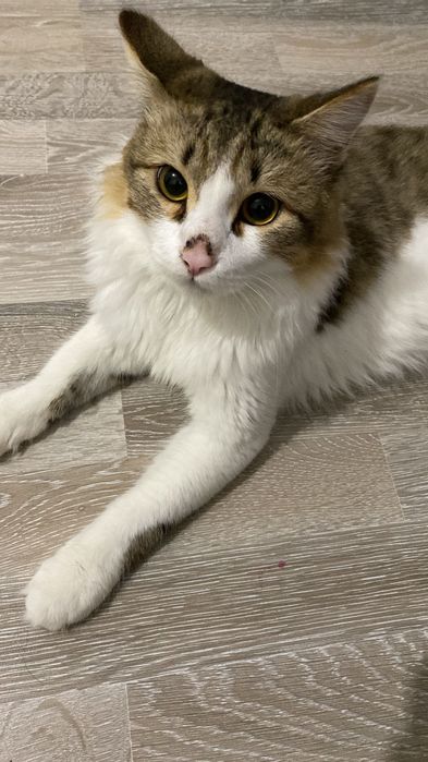 Продаю кота . Год