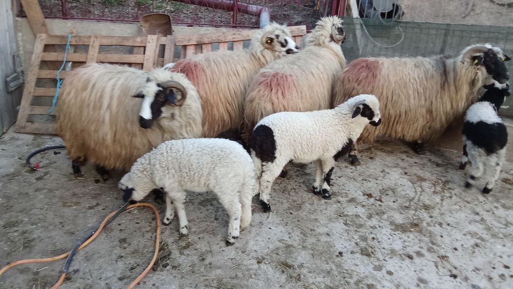 Oi cu miel de vanzare