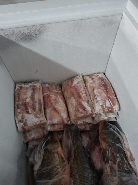 Свежая рыба сазан