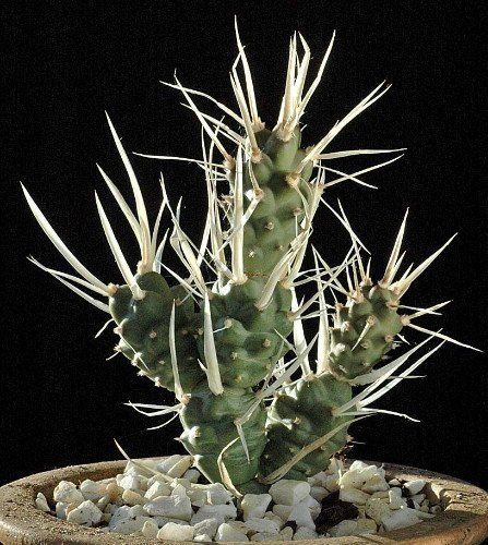 Необычный кактус с бумажной колючкой