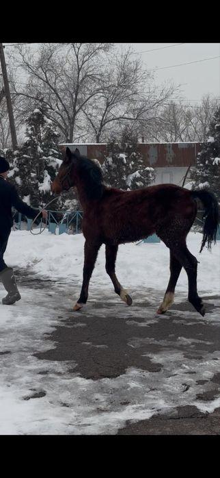 Тай жеребец лошадь айгыр