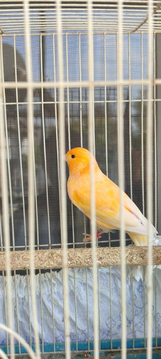 Конарейка самец,.