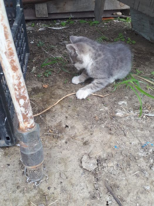 Отдам бесплатно котенка.