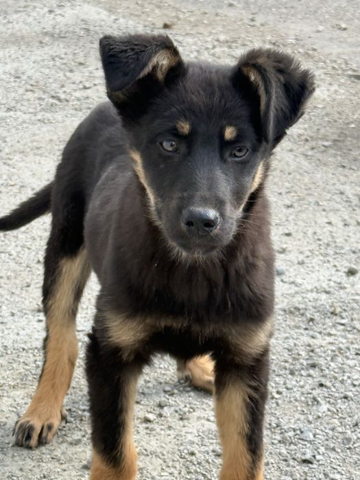 Donatie Catei talie mare