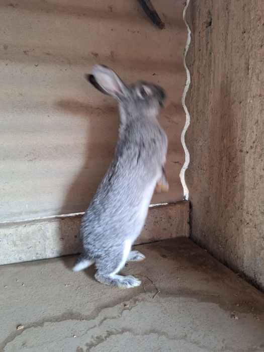 Самка  Кролик продаётся