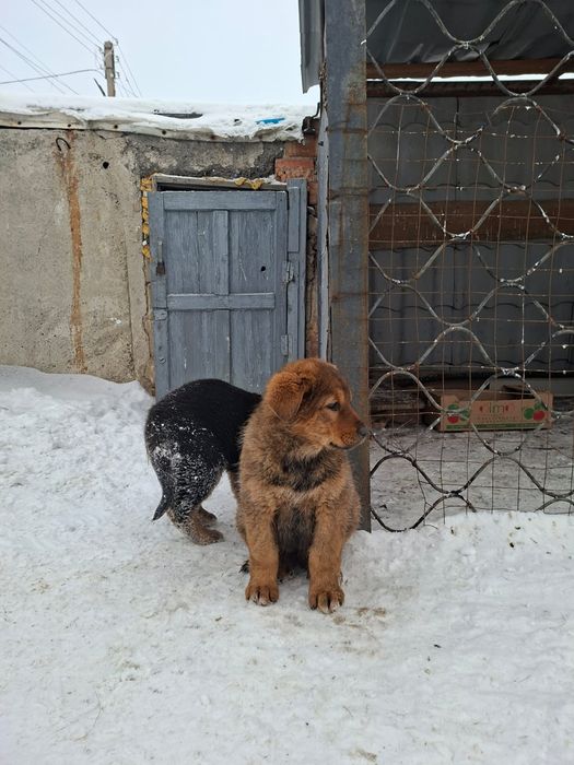 Щенки овчарки и алабая