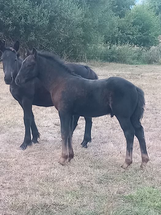 Мъжко конче на 5 месеца