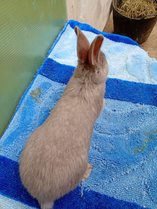 Femelută fluture albastru