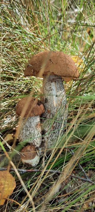 Рассада клубники продам