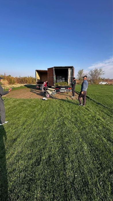 Газон дайын жерге тоселетын