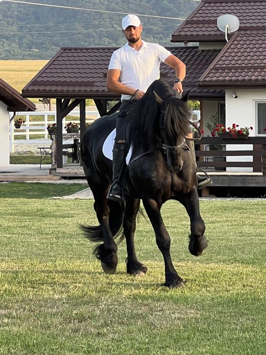 Armăsar Friesian Top Frizian